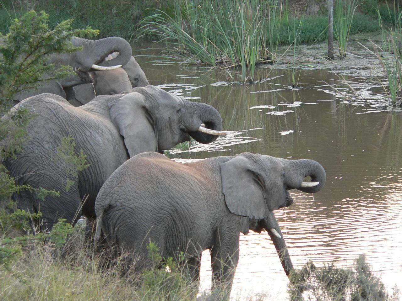 Lalibela Game Reserve - Kichaka Lodge Paterson Exterior foto